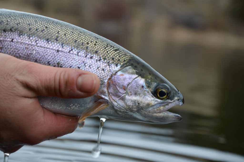 Nymphing Techniques for Great Lakes Steelhead – Dark Skies Fly Fishing