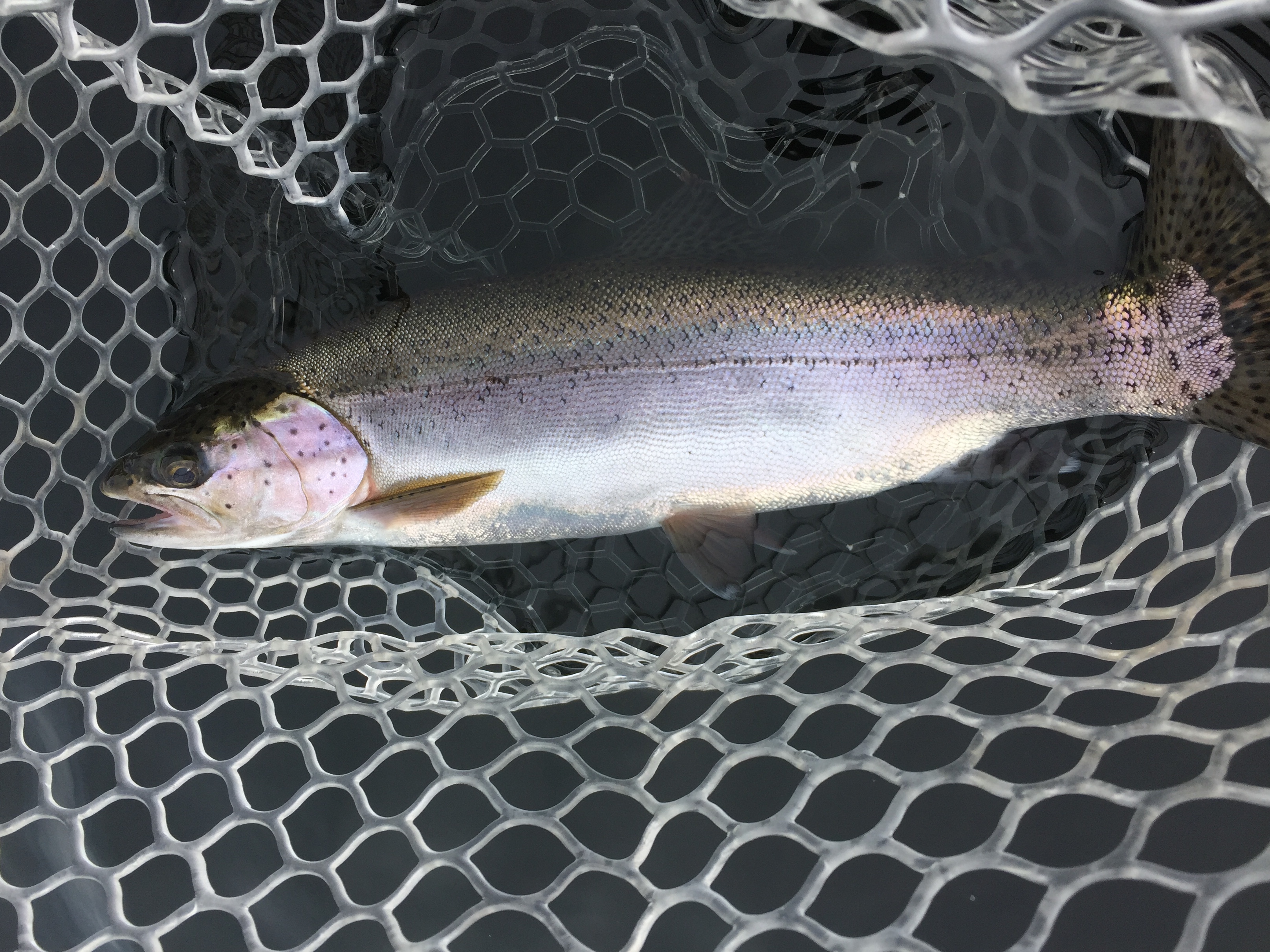 These Torpedo Rainbow Trout are Aggressive!